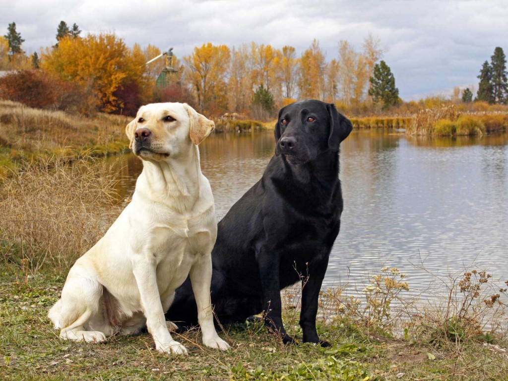 labrador-retriever-wallpapers-4