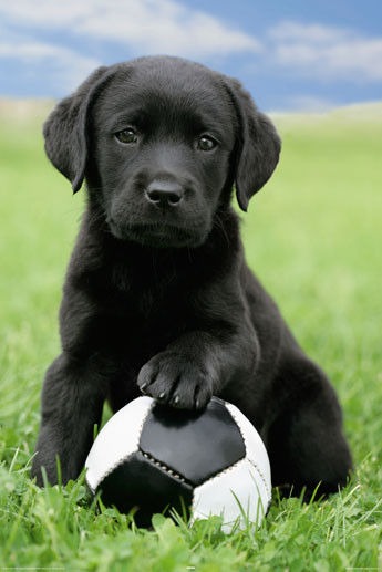 dog-labrador-football-i8399