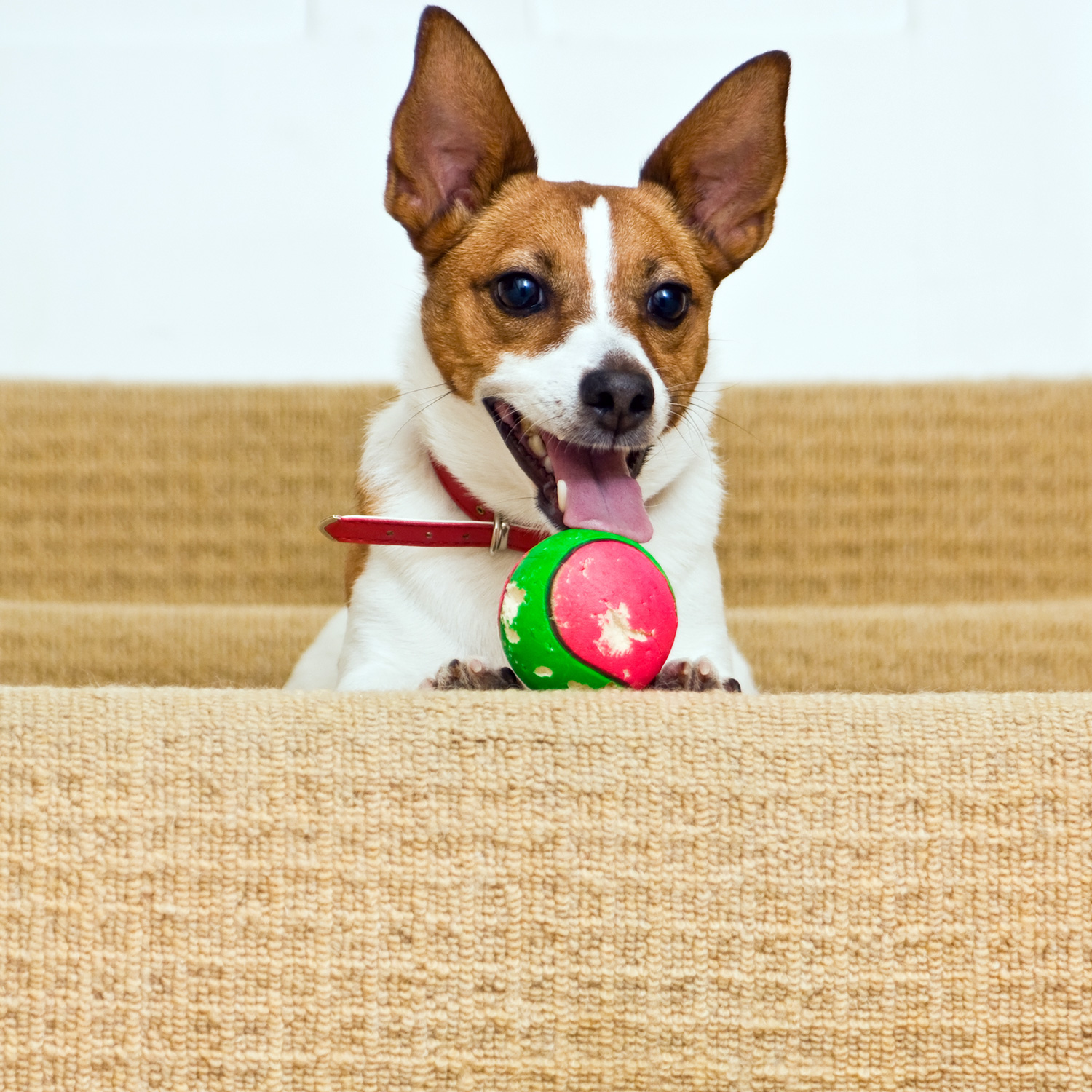 dog-stairs-ball