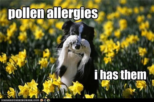 i feel it allergy meme