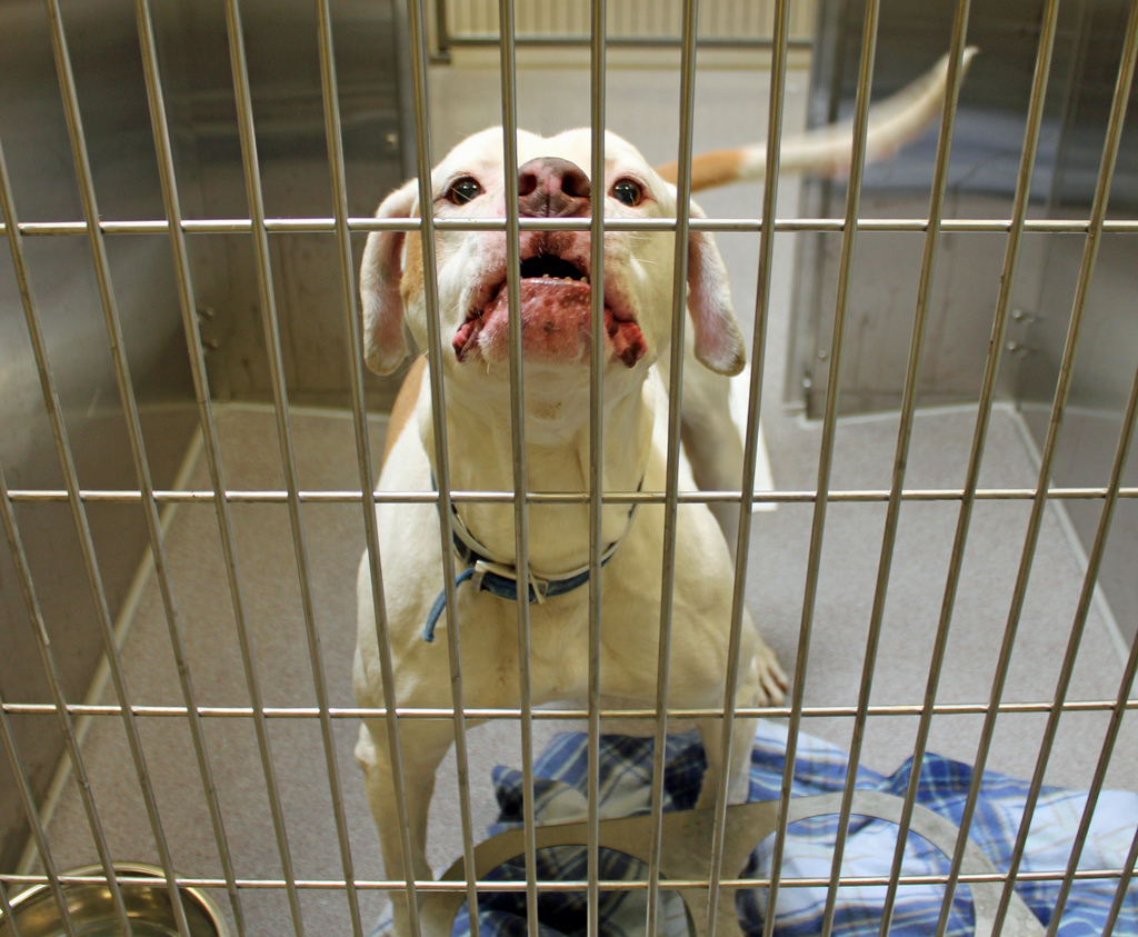 Stress and Dog kennels Gublog Gudog UK blog