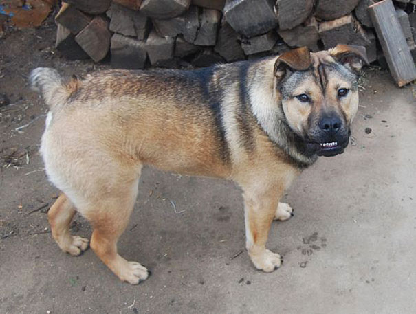 Unusual cross sale breeds