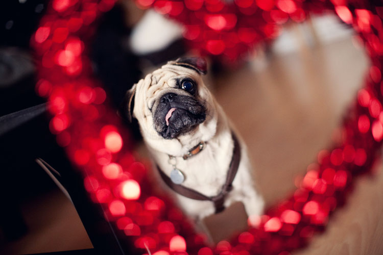 puglove-303