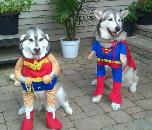 superhero-dogs