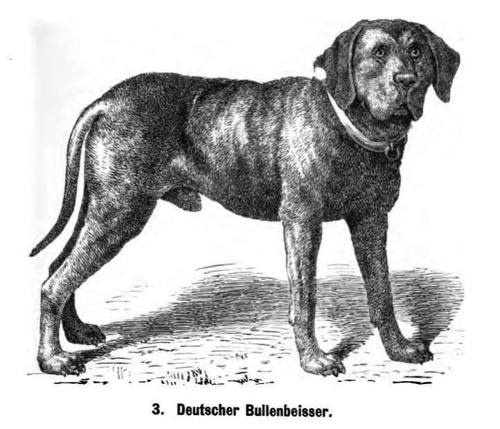 Deutscher_Bullenbeisser_1889_Friedrich