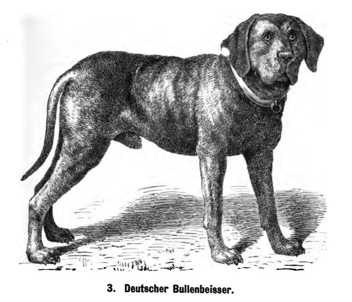 Bullenbeisser mastiff store