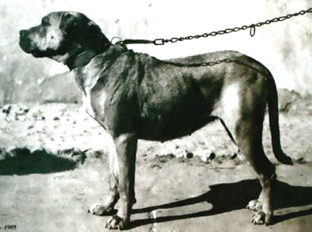 cordobafightingdog