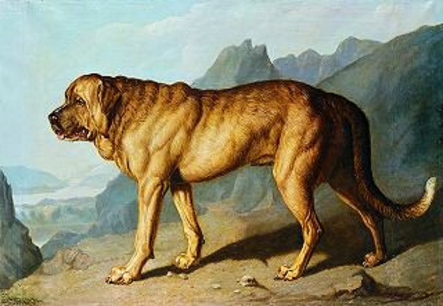 lion-alpine-mastiff