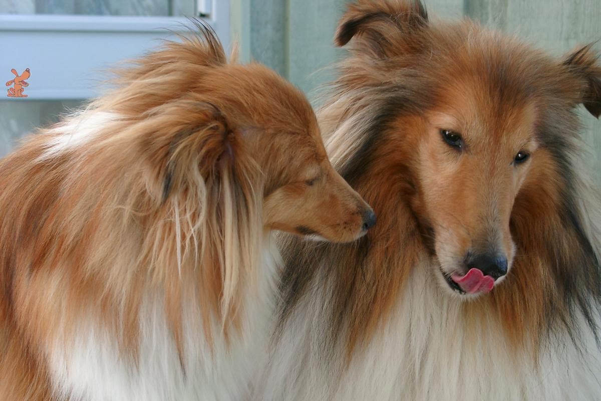 Calming signals Alchetron, The Free Social Encyclopedia