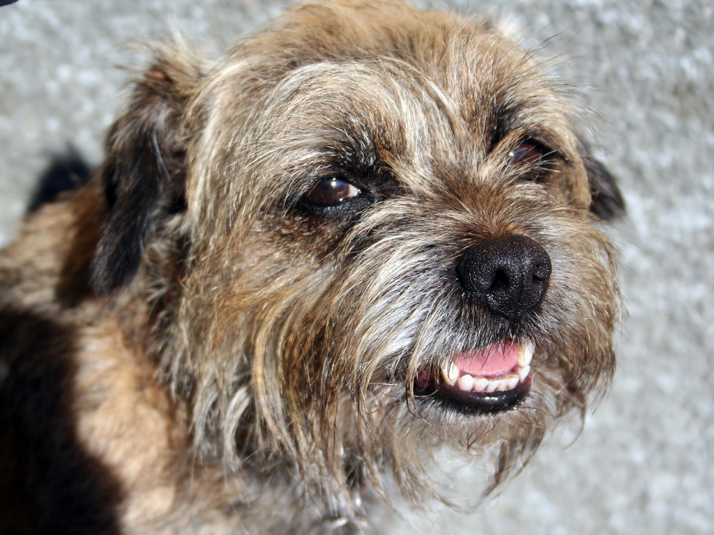 border_terrier - Gublog by Gudog