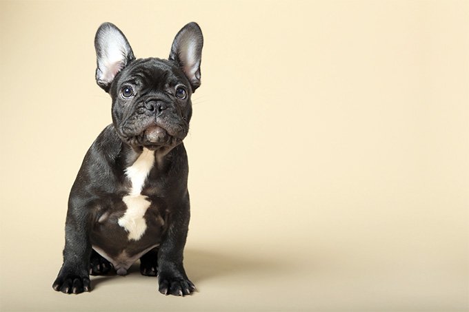 French bulldog