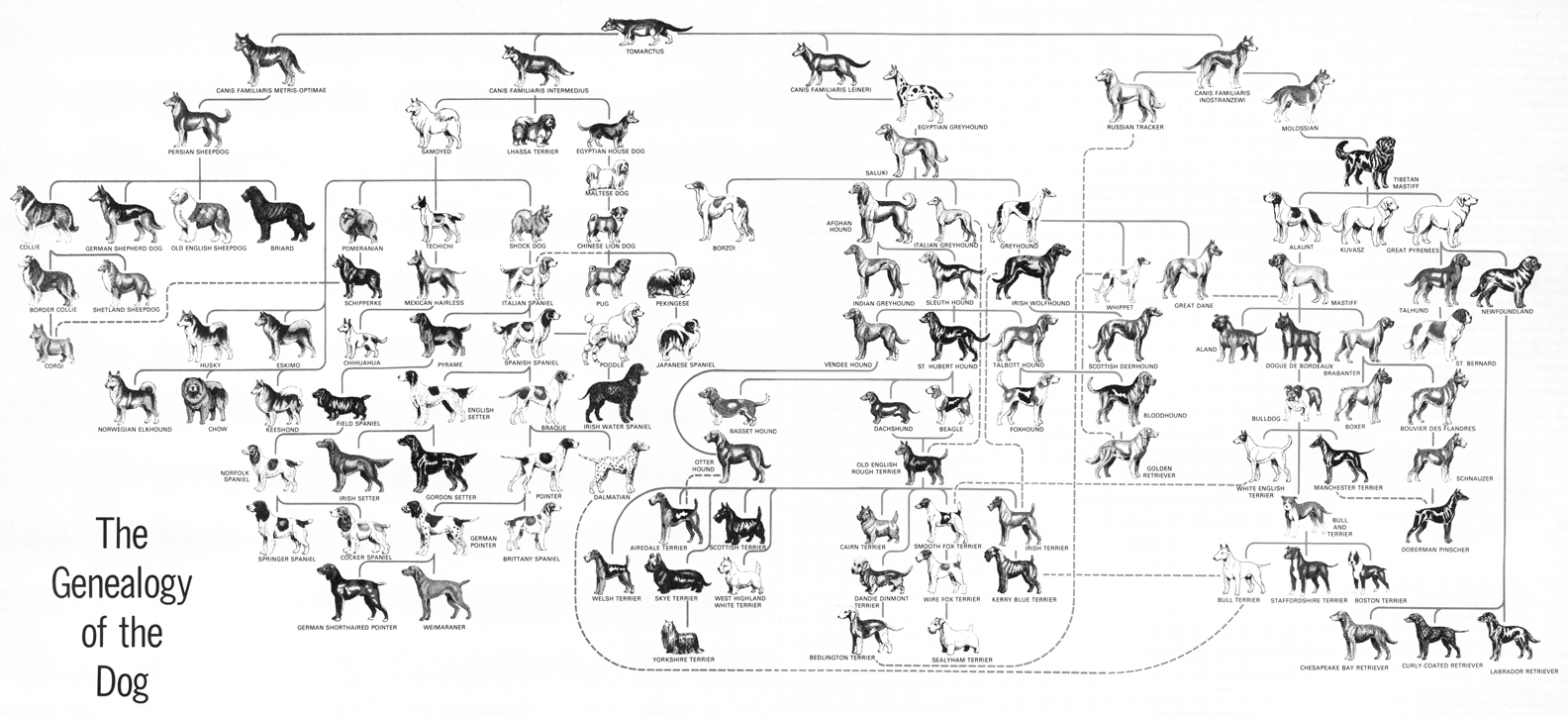 how did dog breeds evolve