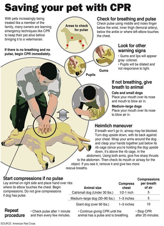 First aid for dogs: Heimlich Manoeuvre and Cardiopulmonary ...