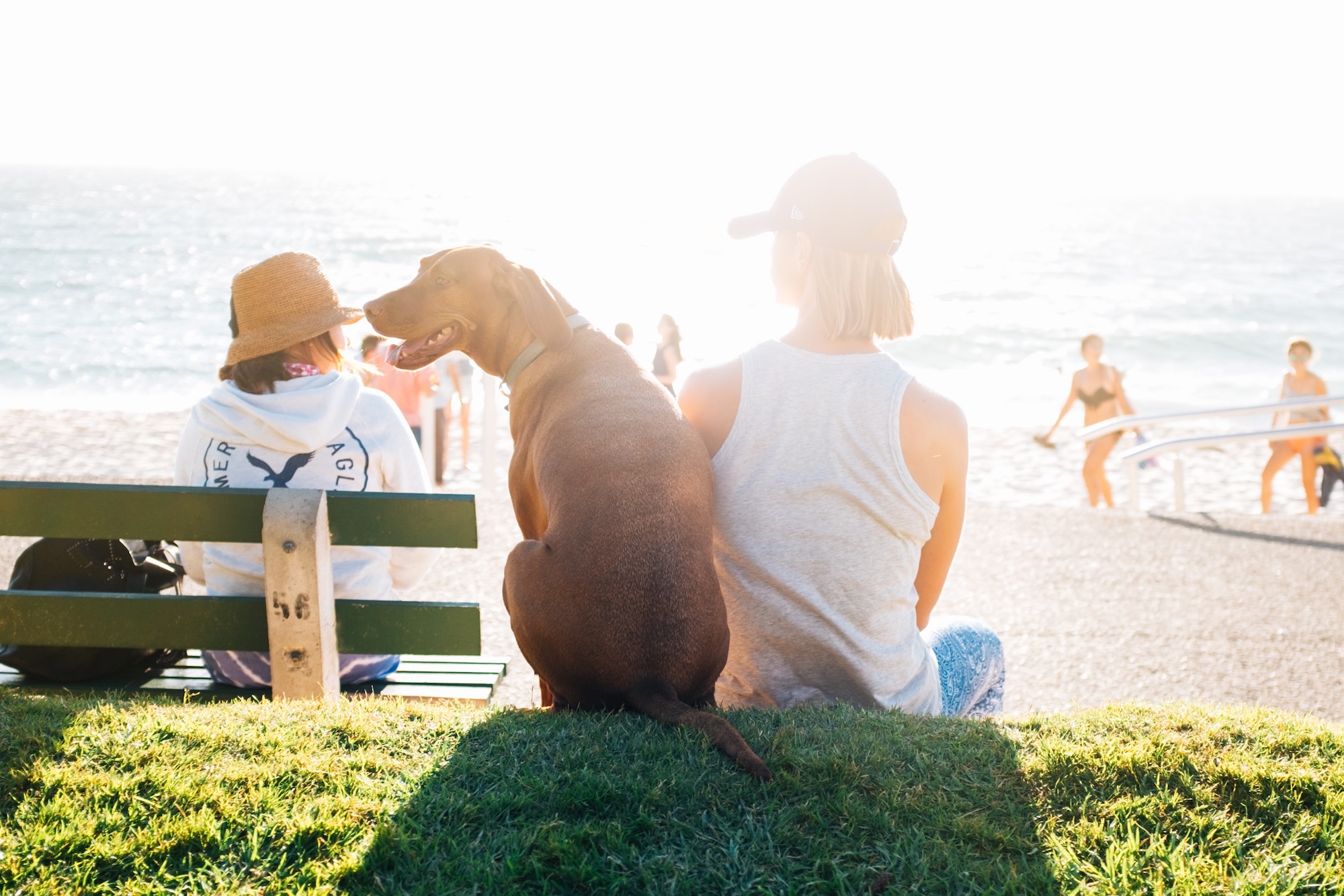 how-to-keep-your-dog-cool-this-summer-advice-gudog