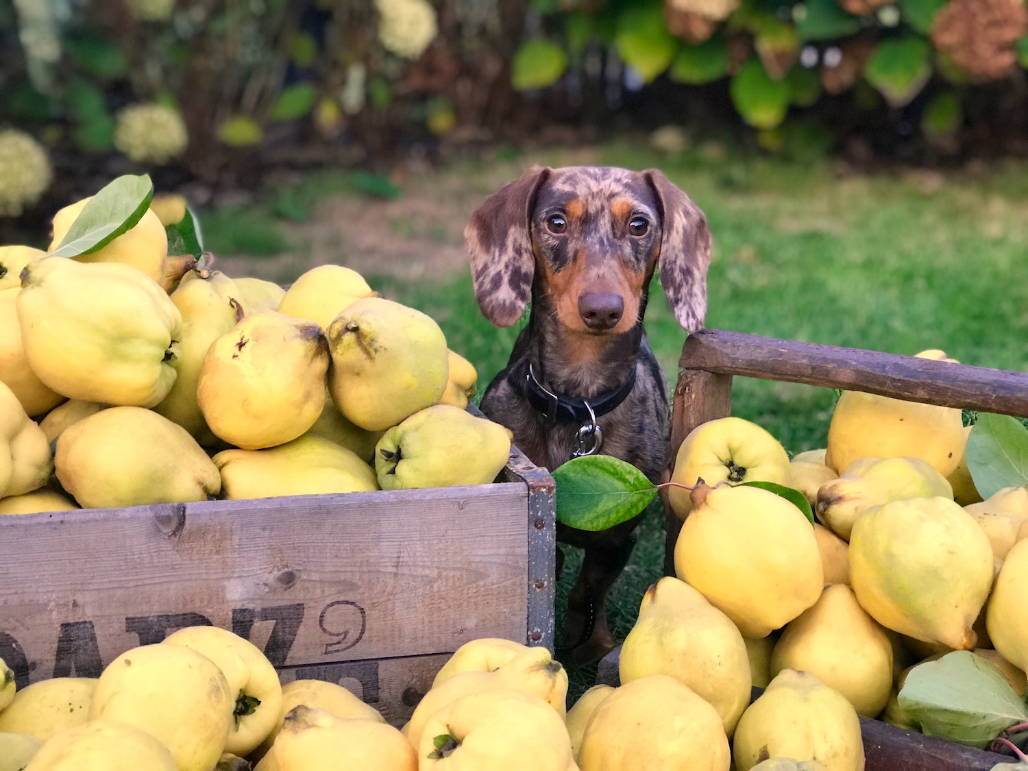 Top fruit and veg for your pup