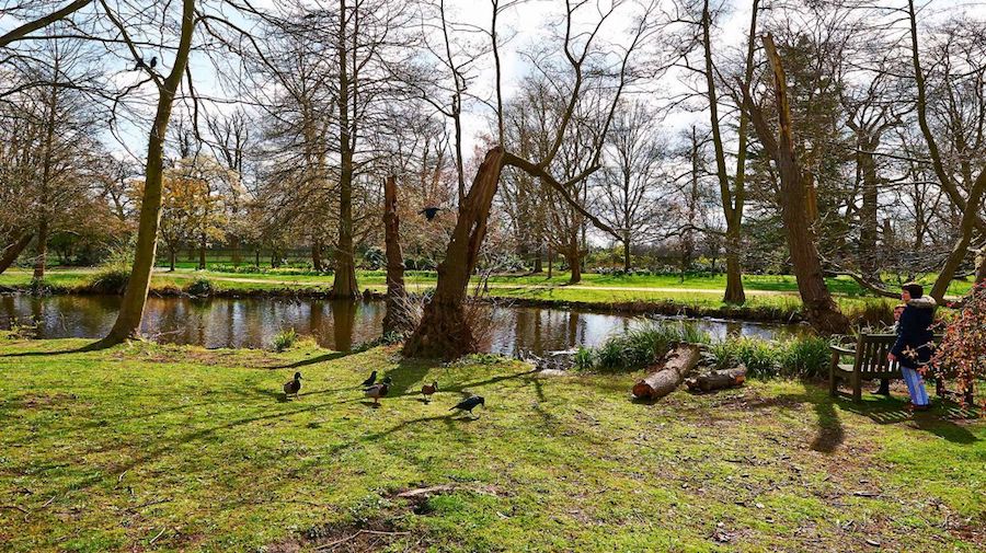 Bushy Park West London Dog Walk