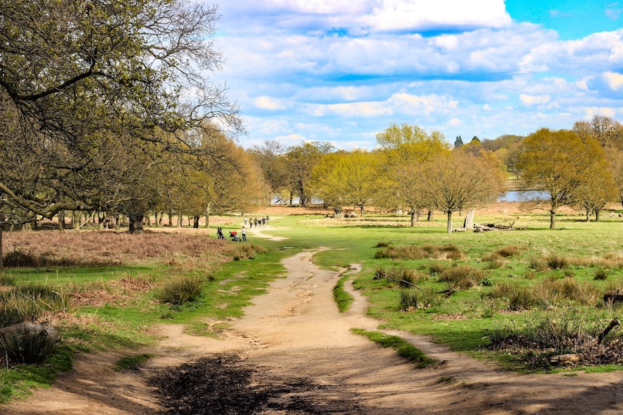 Richmond Park West London Dog Walk