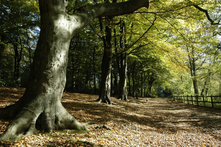 Gudog's top dog walks in Manchester - Worsley Woods