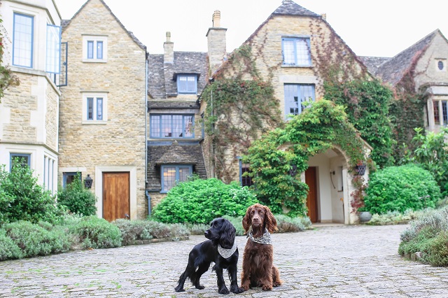 top-5-dog-friendly-staycation-locations-in-the-uk-gublog-by-gudog