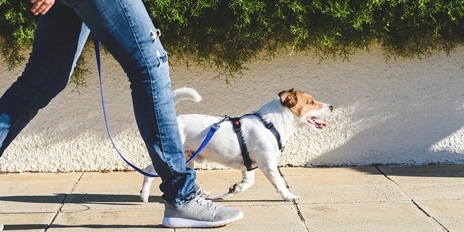 Walking a dog on a loose leash