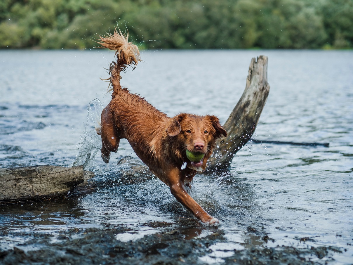 Dog playing in the water