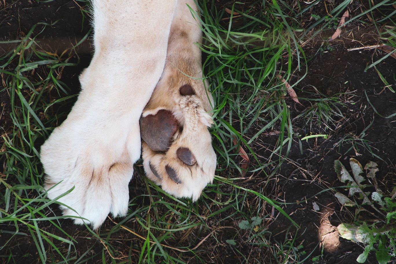 Dog paw pads