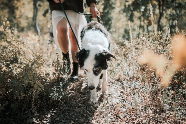 Dog walking outdoors