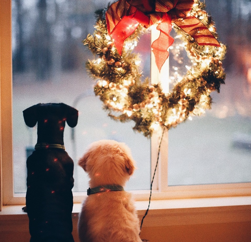 Dog at the window during Christmas