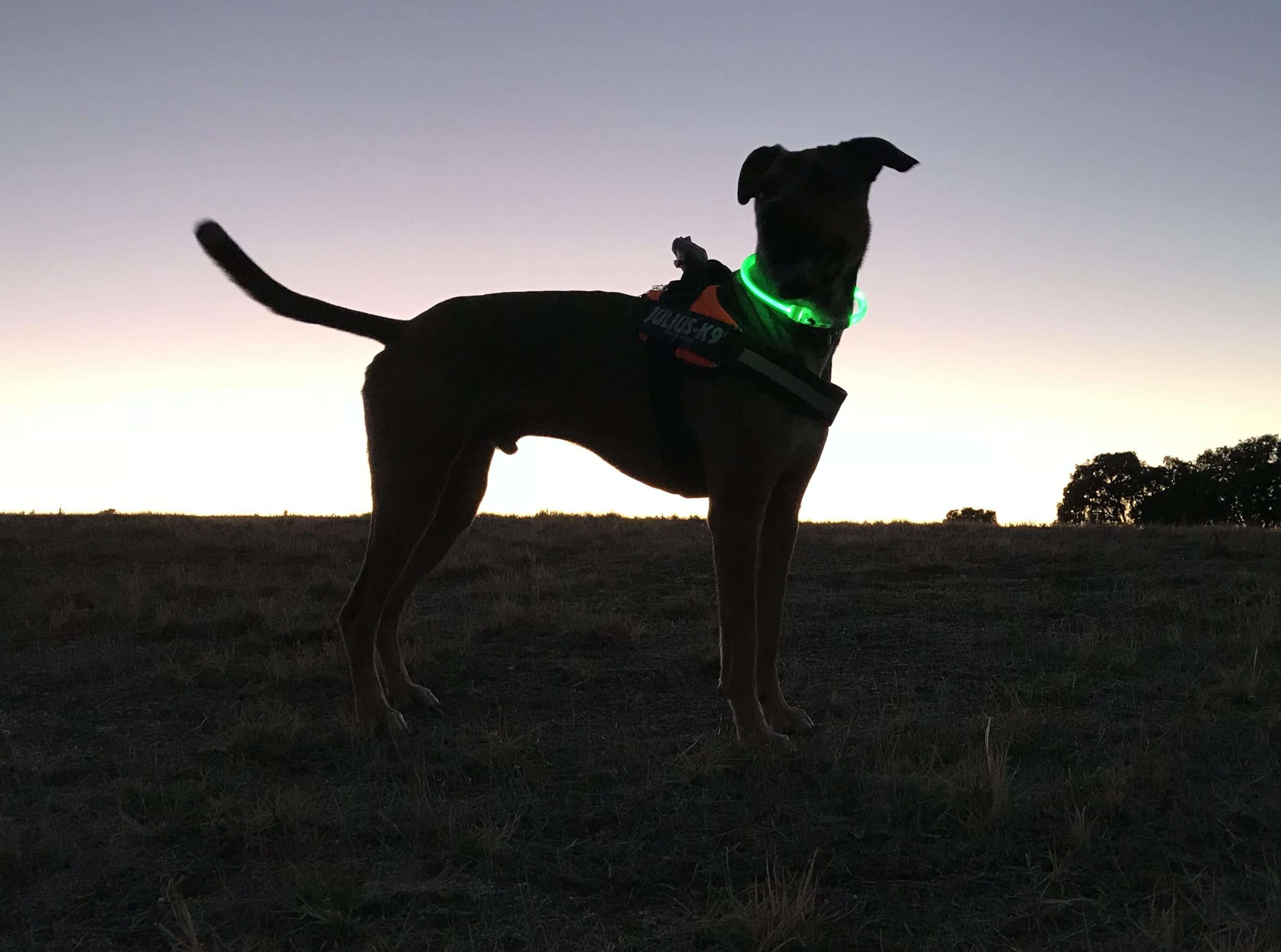 Luminous accessories for dogs