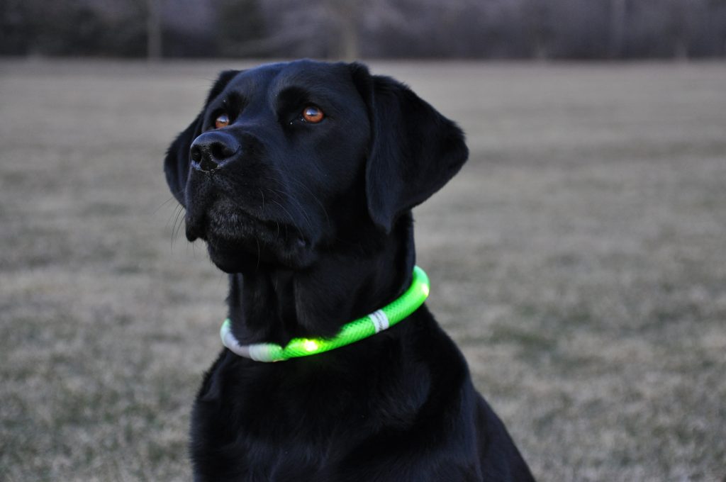Luminous collar for dogs