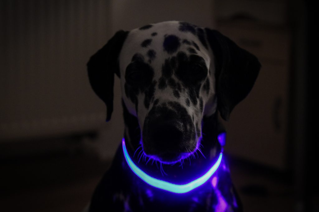 Luminous Collar for dogs