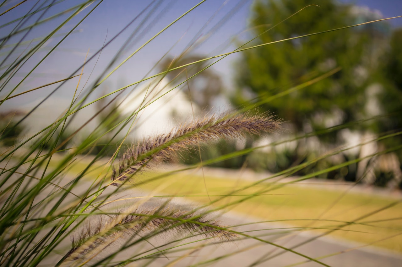 Foxtail