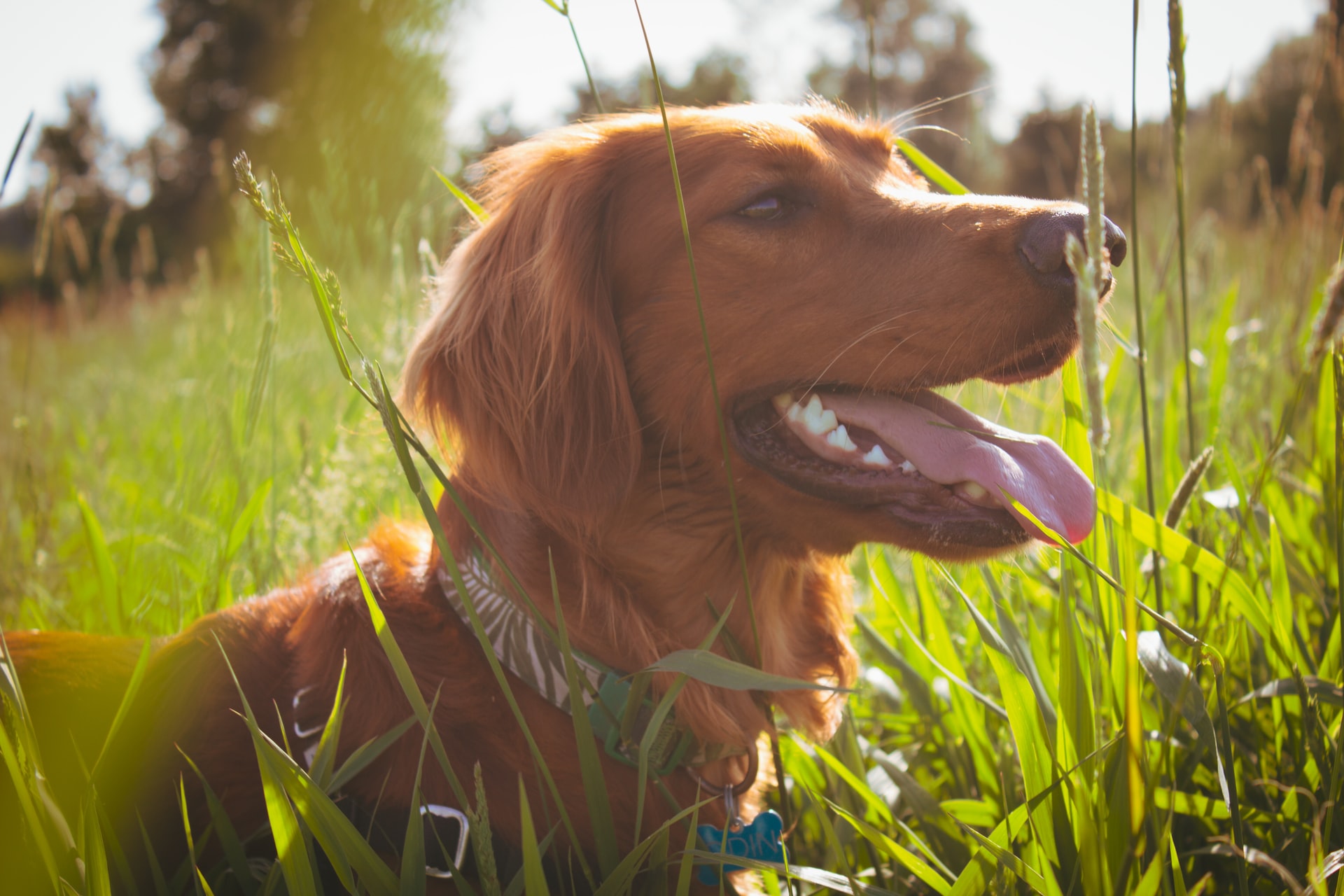How to protect your dog from foxtails this summer