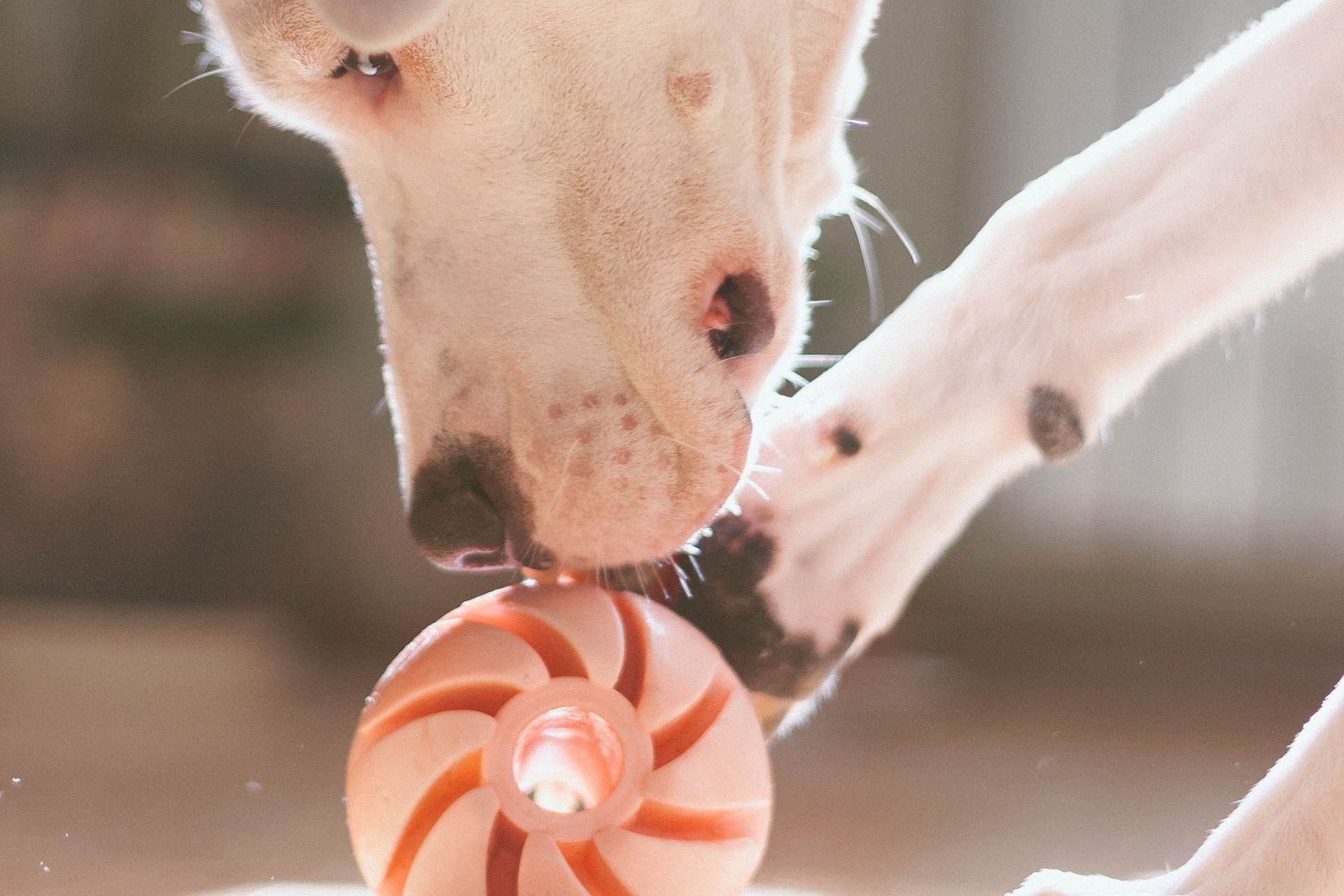 Educational Toys for Puppies Choosing the Right One Gublog by Gudog