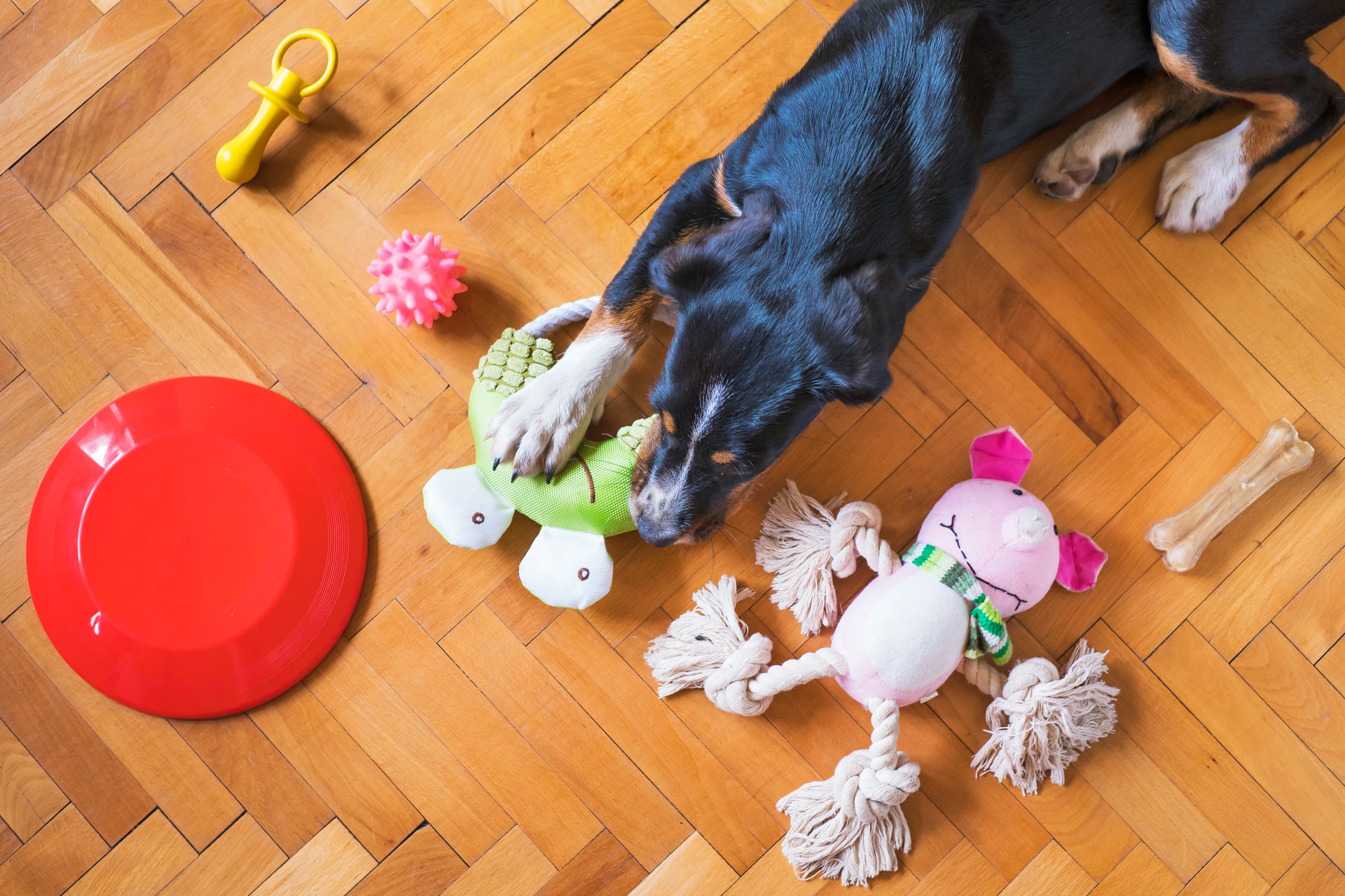 Educational Toys for Puppies: Choosing the Right One