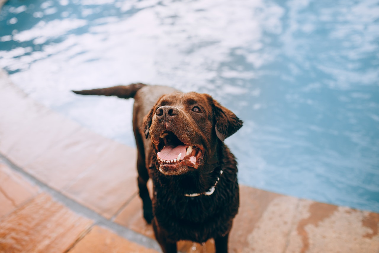 dog by the pool