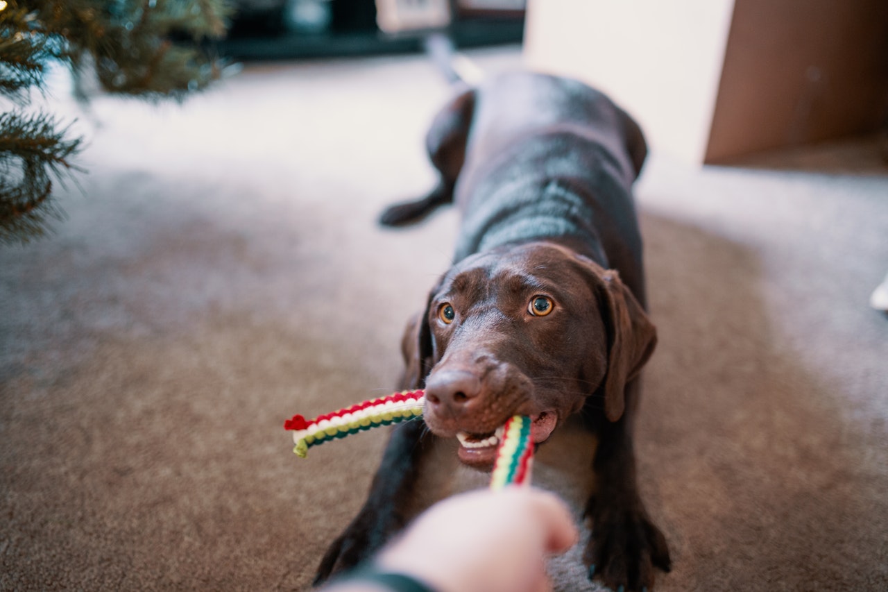 dog pulling a rope