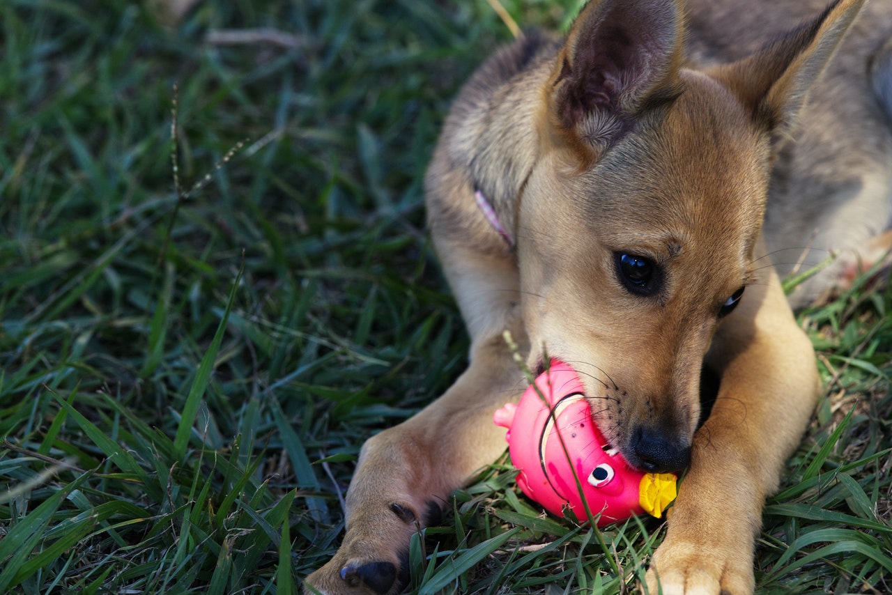 Dog biting chew toy