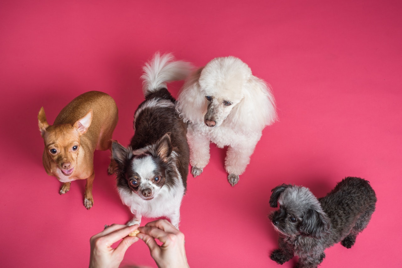 dogs waiting for a treat