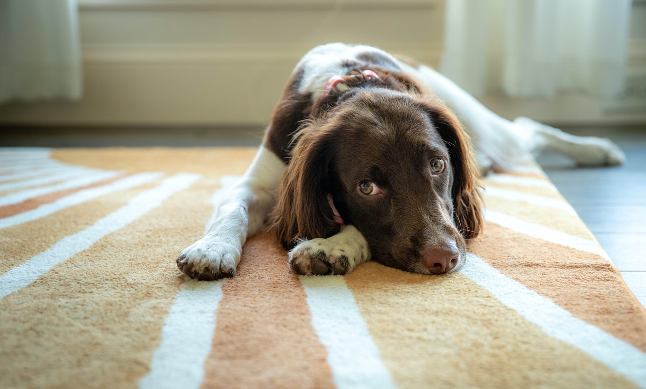 dog resting