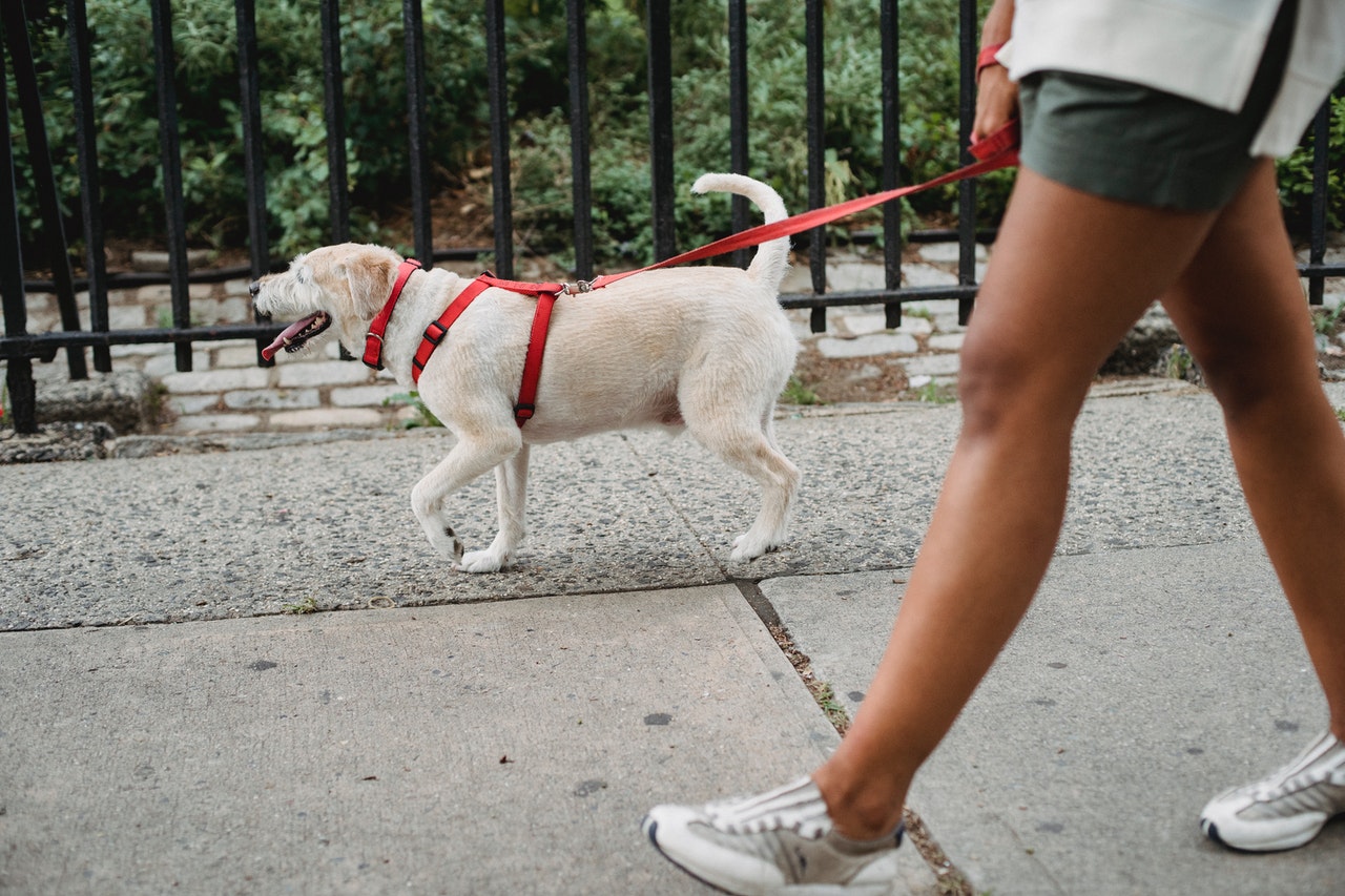 dog on a walk