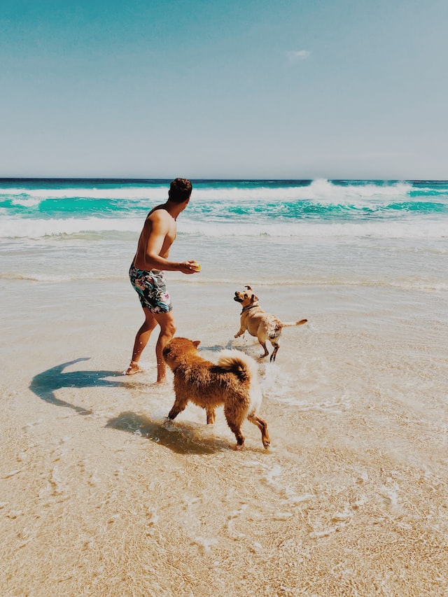 Dogs at the beach