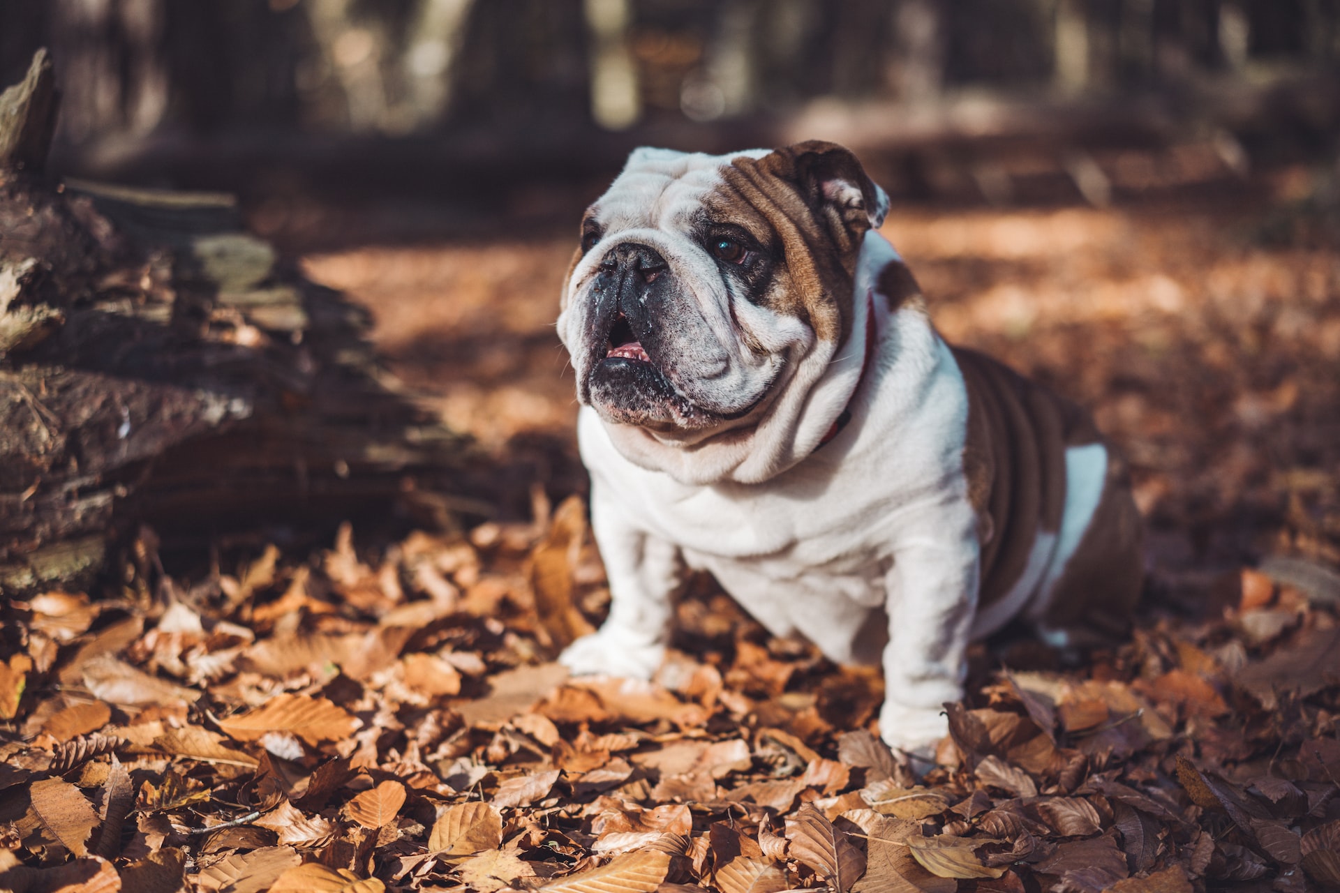 Everything you need to know about an English Bulldog