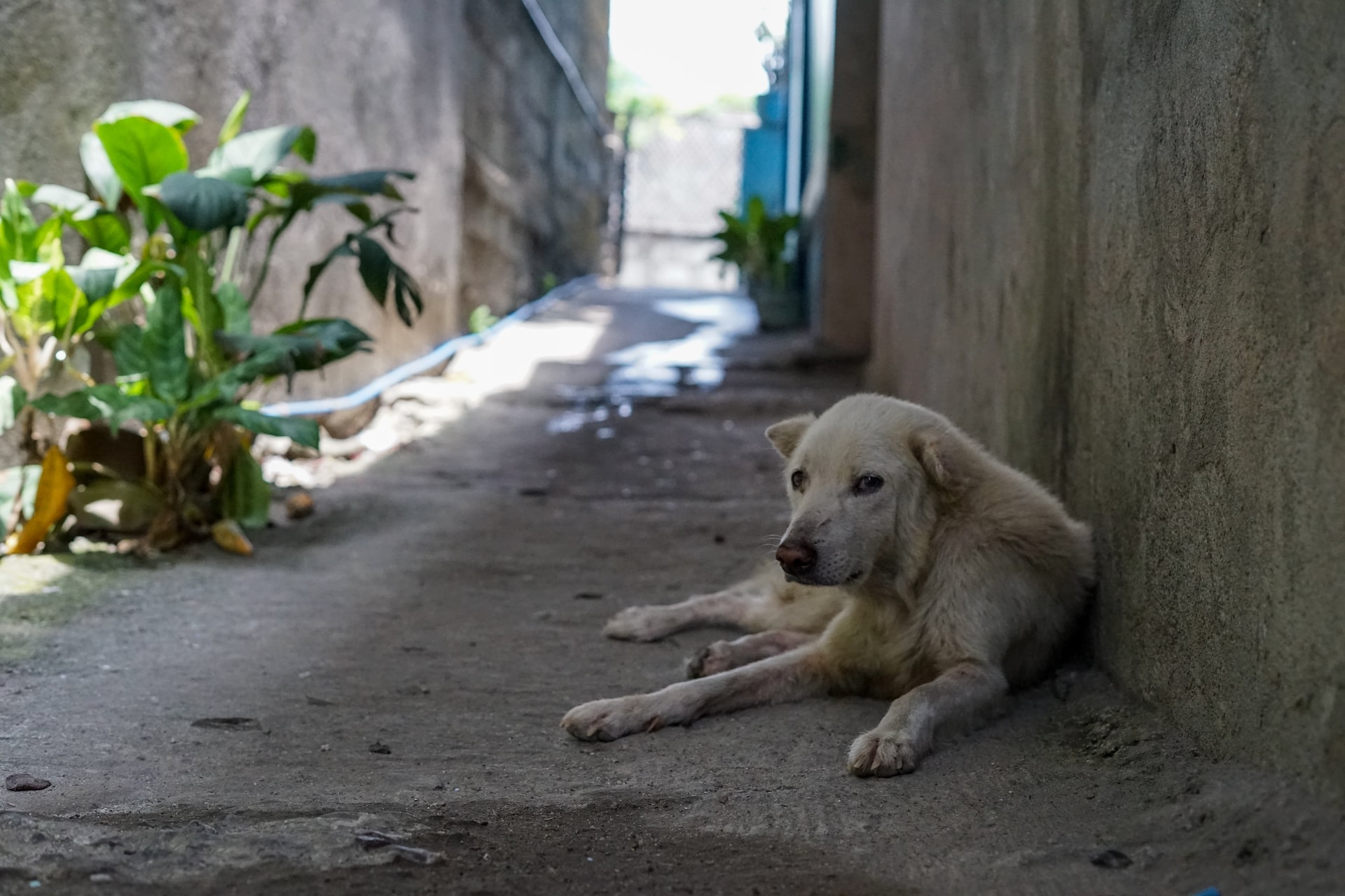 How You Can Help Dogs In The Current Ukraine Crisis