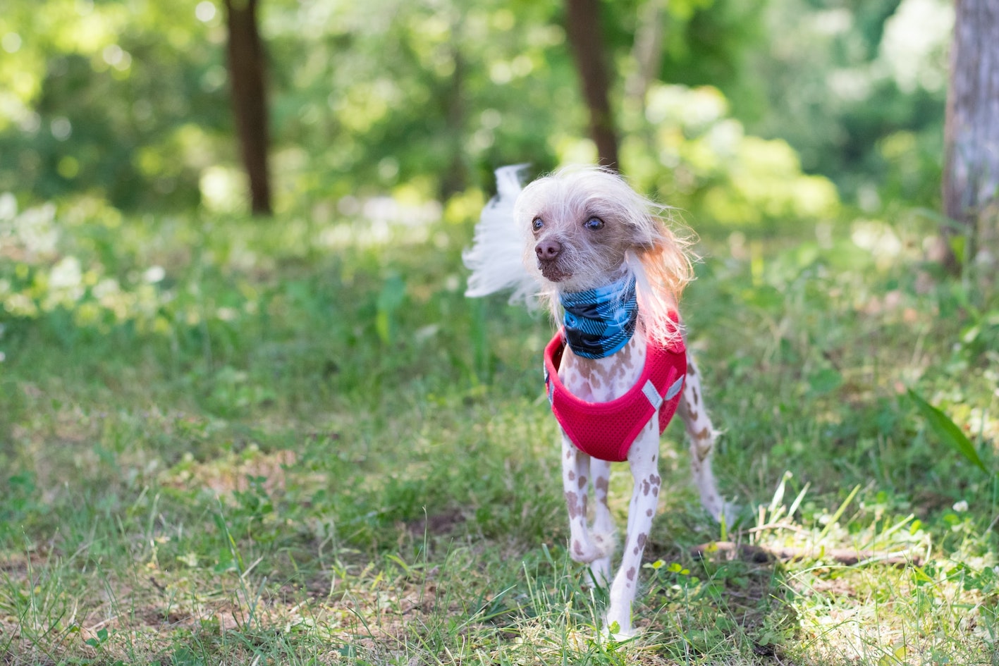 Everything you need to know about hairless dogs