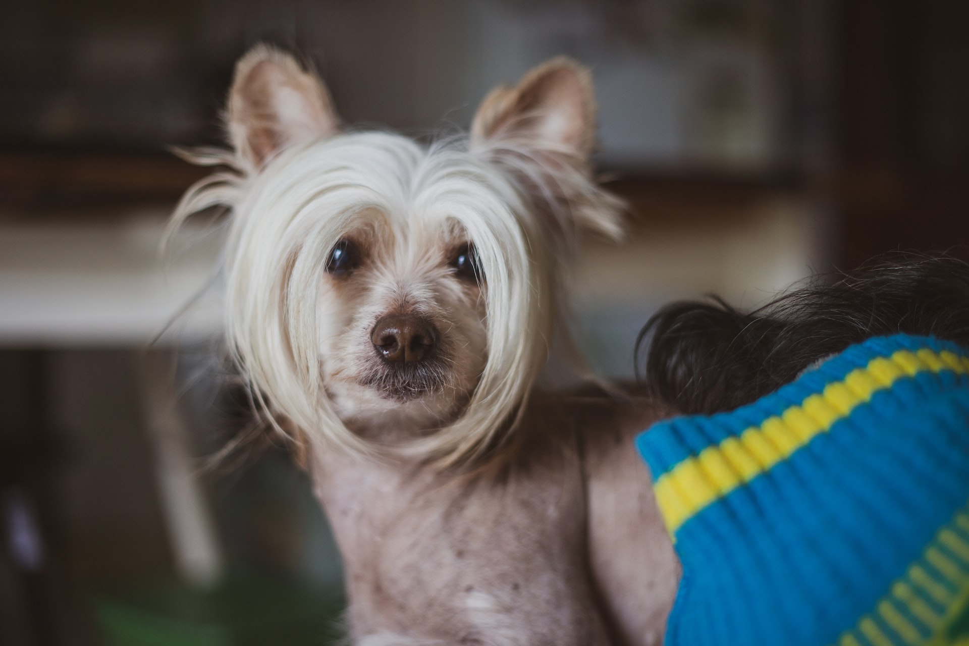 Everything you need to know about hairless dogs