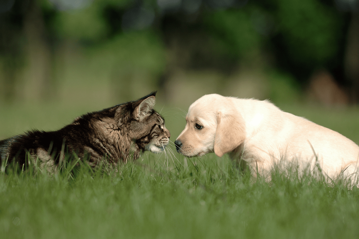 5 Tips for coexistence between dogs and cats