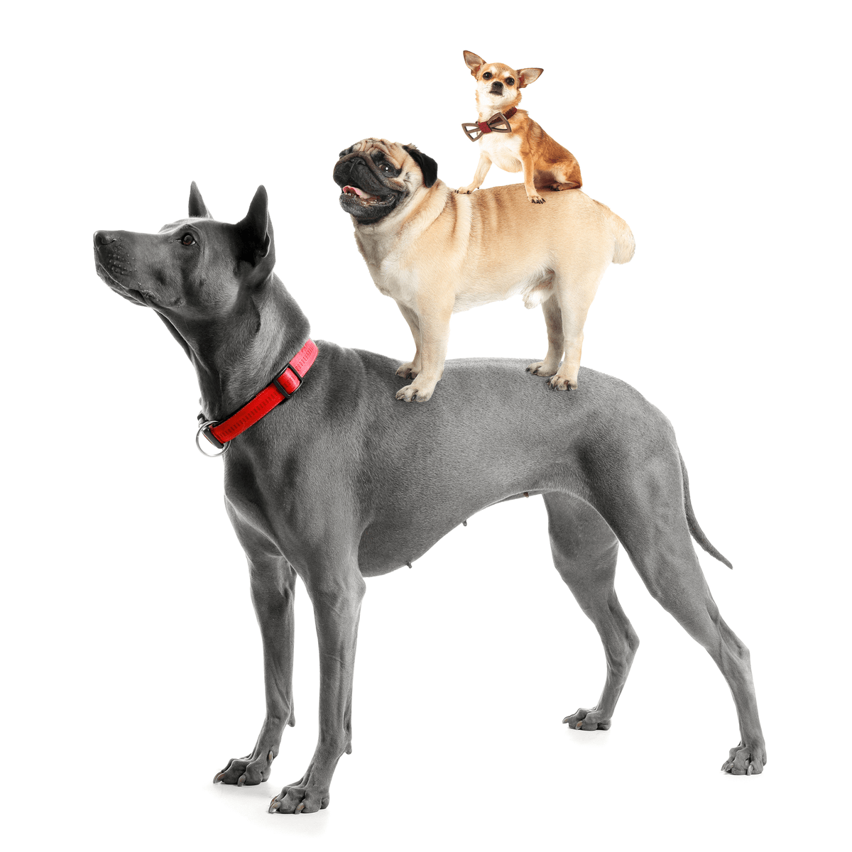 How Old Do Dogs Grow Gublog By Gudog