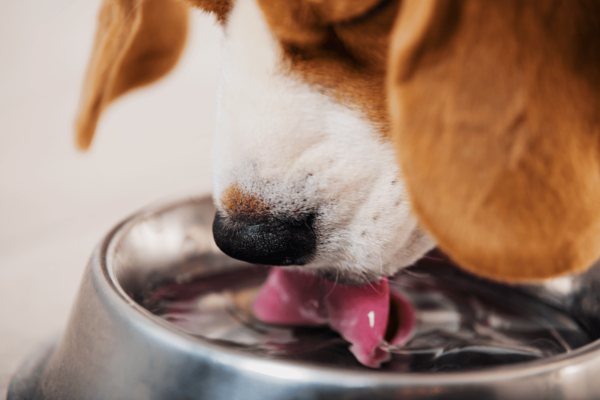 Why isn't my dog eating: Causes and Solutions