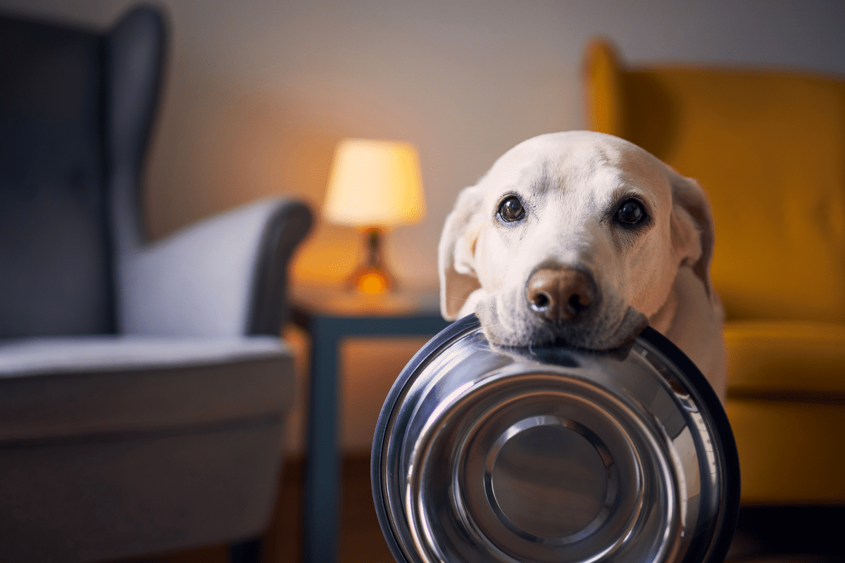 Why isn't my dog eating: Causes and Solutions
